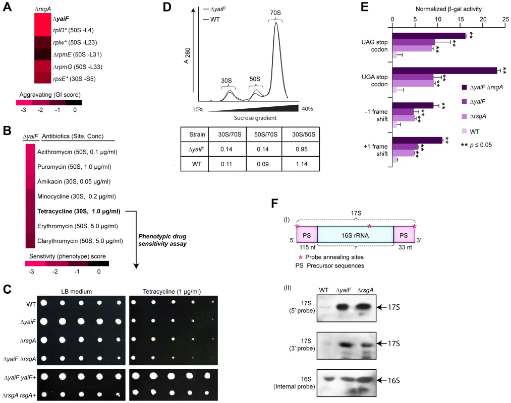YaiF linked to ribosome biogenesis.