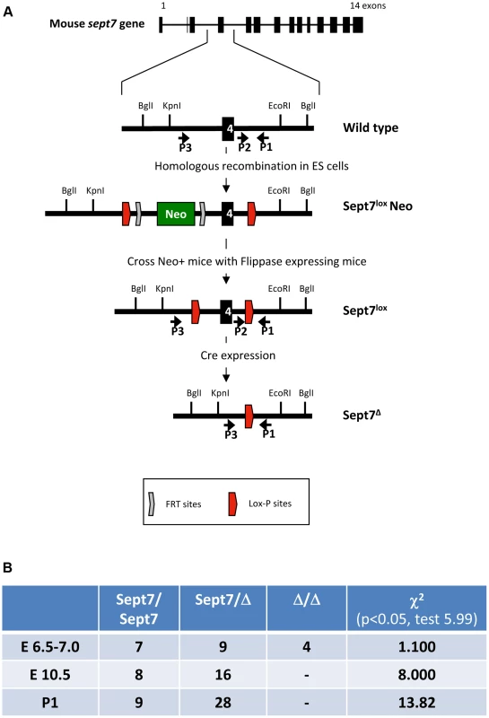 Generation of <i>Sept7</i> floxed mice and characterization of embryonic lethality of the <i>Sept7</i> knockout.