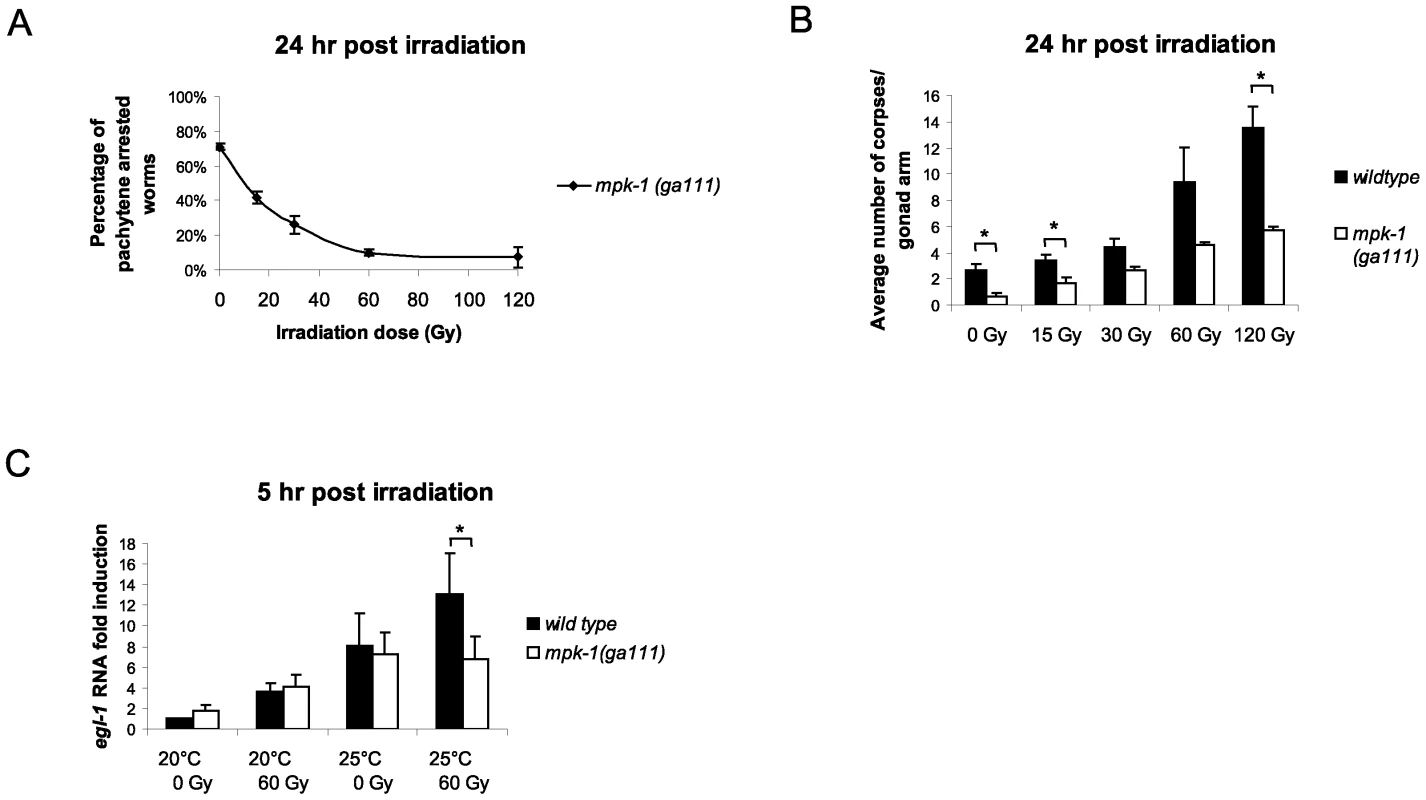 MPK-1 is activated following irradiation and is required for IR–induced <i>egl-1</i> transcription.