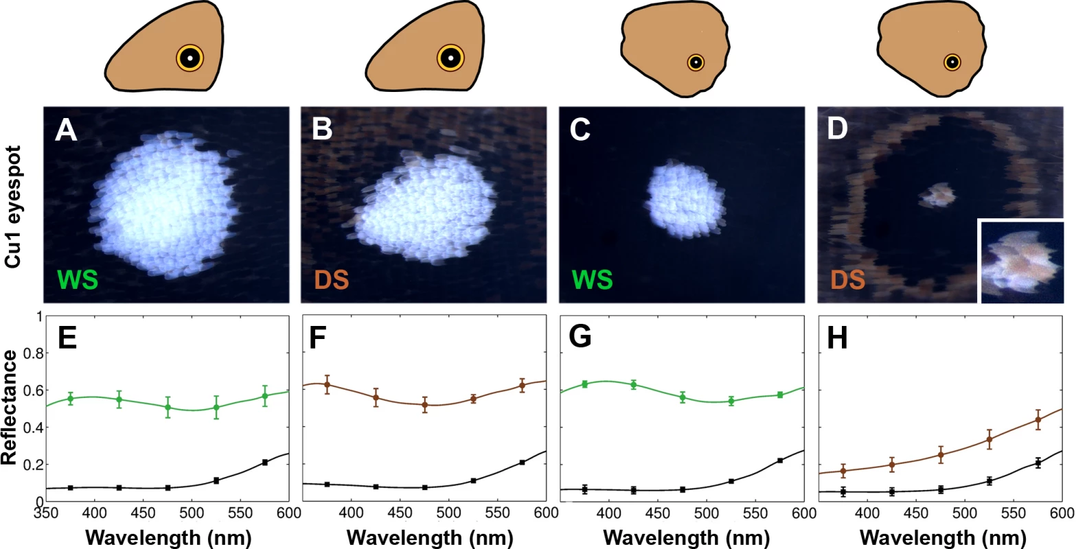 Plasticity in eyespot center brightness is due to variation in pigment deposition in the white central scales.