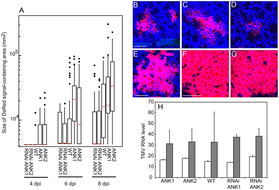 Local movement of TMV-DsRed is facilitated in ANK1 and ANK2 plants and delayed in RNAi ANK1 and RNAi ANK2 plants.