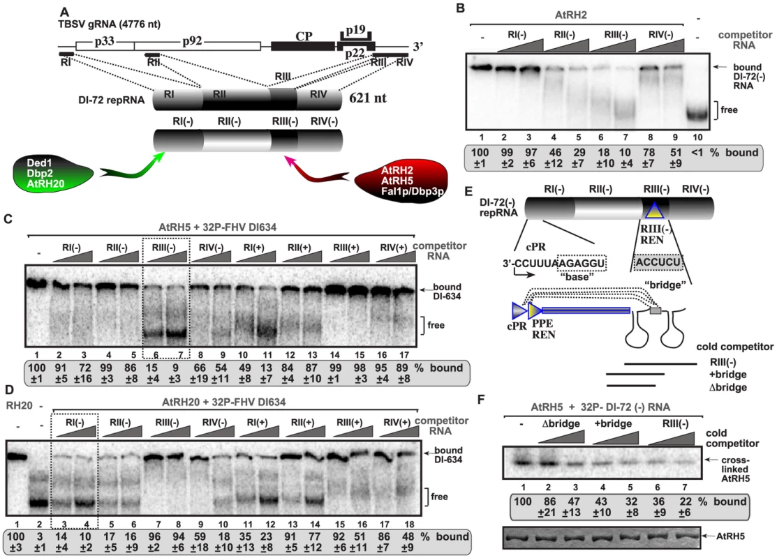 AtRH2 and AtRH5 bind to the RIII(−) replication enhancer element in the TBSV (−)RNA.