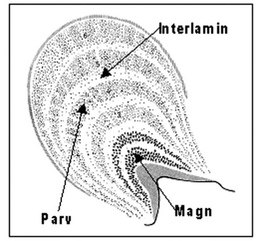 Schéma corpus geniculatum laterale (CGL)
Ventrální dvě vrsty jsou magnocelulární, dorzální čtyři vrstvy parvocelulární, mezi nimi jsou interkalární vrstvy.