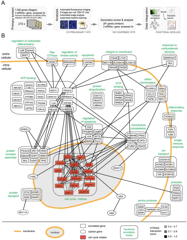 HPV16 RNAi screen and map of host cell factors involved in entry.