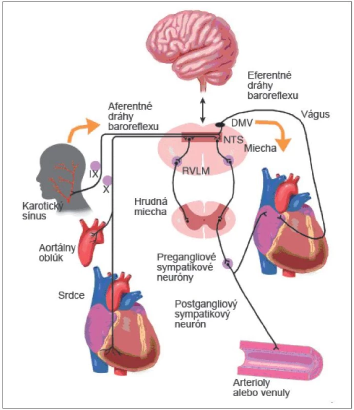 Komponenty baroreflexu.
RVLM – rostrálna ventrolaterálna medulla,
NTS – nucleus tractus solitarius,
DMV – dorzálne motorické jadro nervus vagus
(modifikované podľa Robertson et al.)