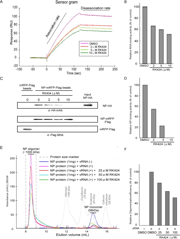 Effect of RK424 on the NP-RNA and NP-NP interactions, and on NP oligomerization.