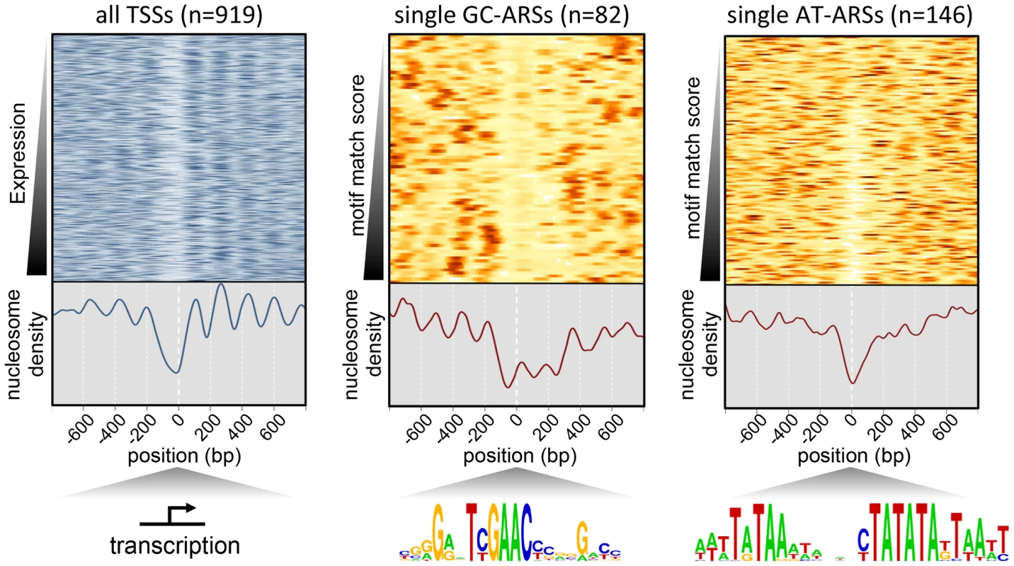 Nucleosome profile of <i>P. pastoris</i>.