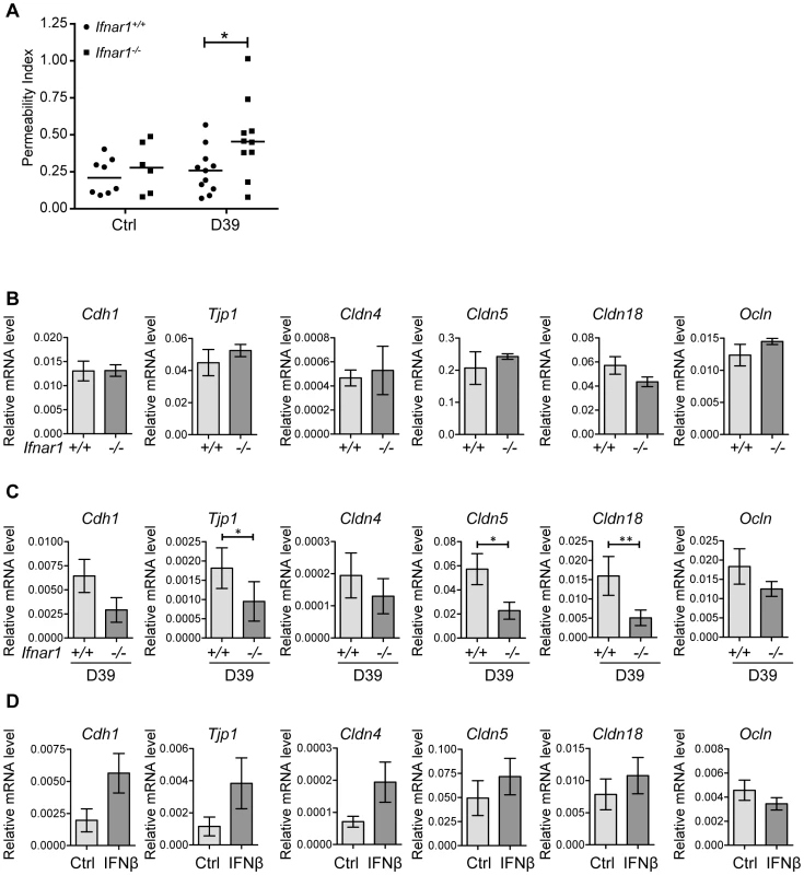 IFN-I decreases lung permeability and enhances expression of tight junction proteins.