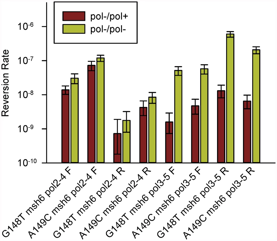 Reversion rates of heterozygous and homozygous proofreading-deficient <i>trp5-G148T</i> and <i>trp5-A149C</i> diploid strains.