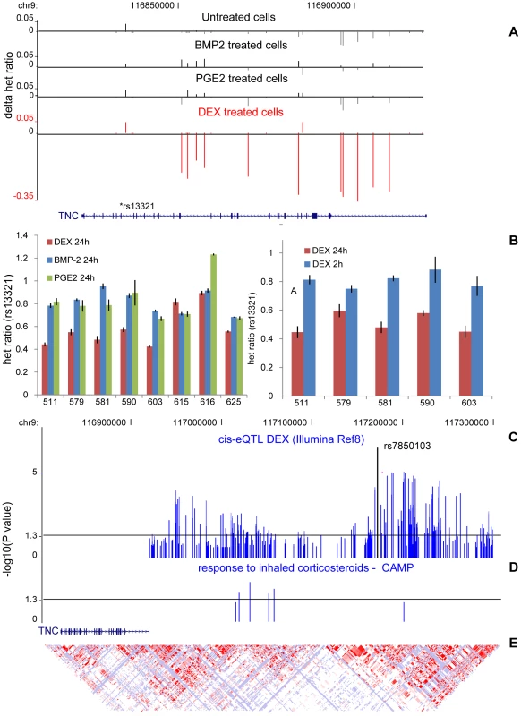 Time-dependent effect of DEX on <i>TNC</i> allelic expression.