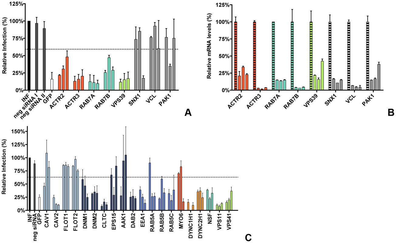 RNAi-mediated downregulation of endocytosis-associated proteins affects MHV infection.