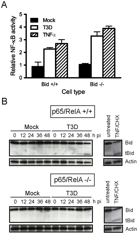 NF-κB is required for Bid cleavage following reovirus infection.