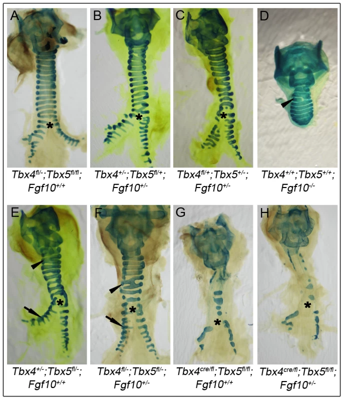 Lack of genetic interactions between <i>Tbx4</i>, <i>Tbx5</i>, and <i>Fgf10</i> in trachea formation.
