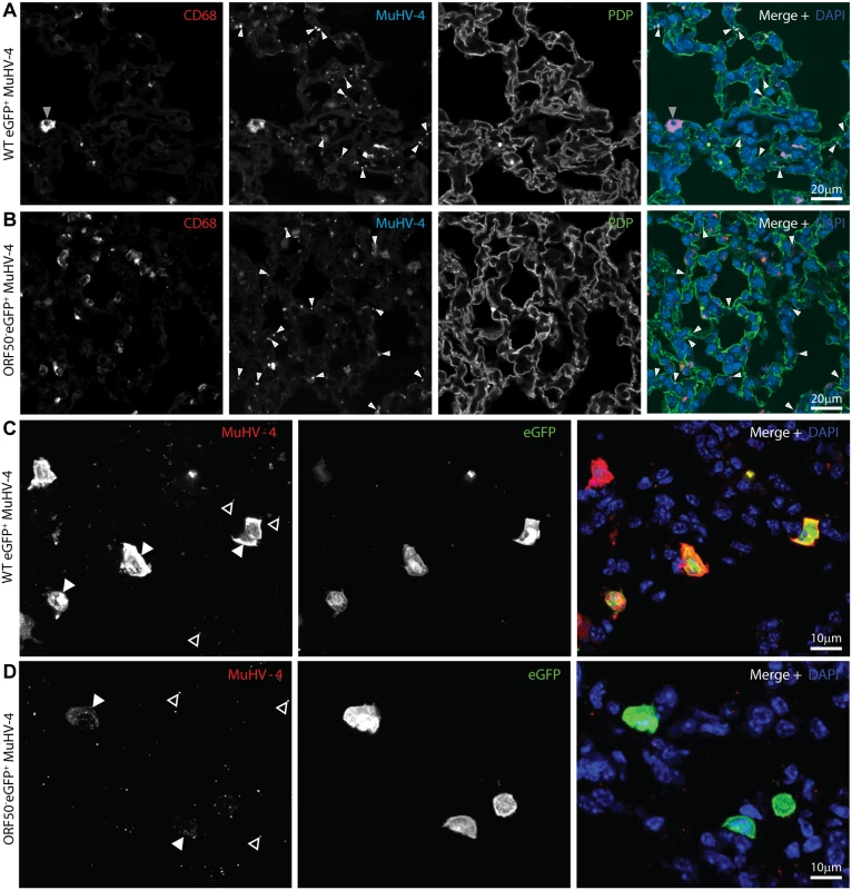 <i>In vivo</i> MuHV-4 binding and uptake.