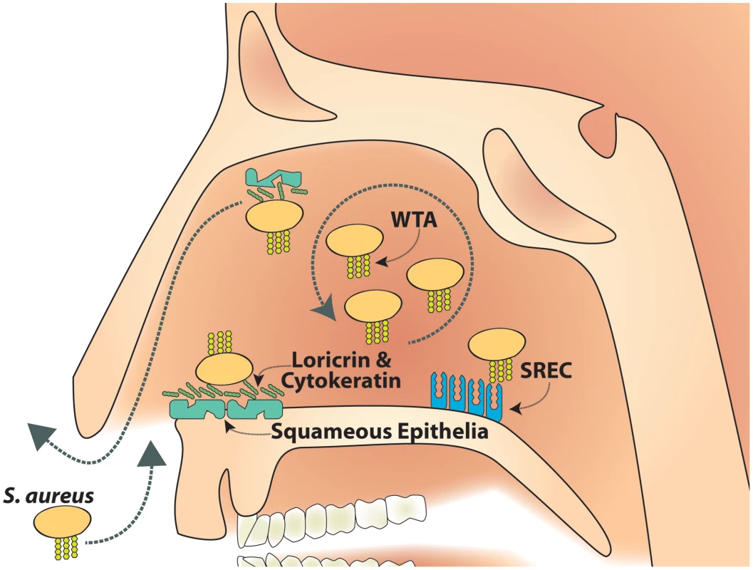 Model of SREC-I role in nasal colonization.