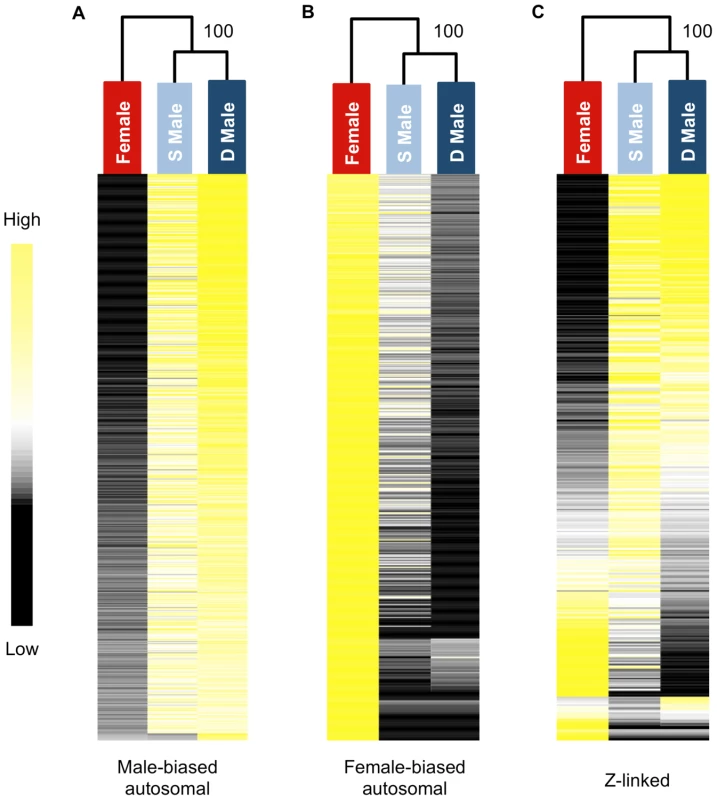 Heat maps and hierarchical clustering of gene expression for females, subordinate males and dominant males.
