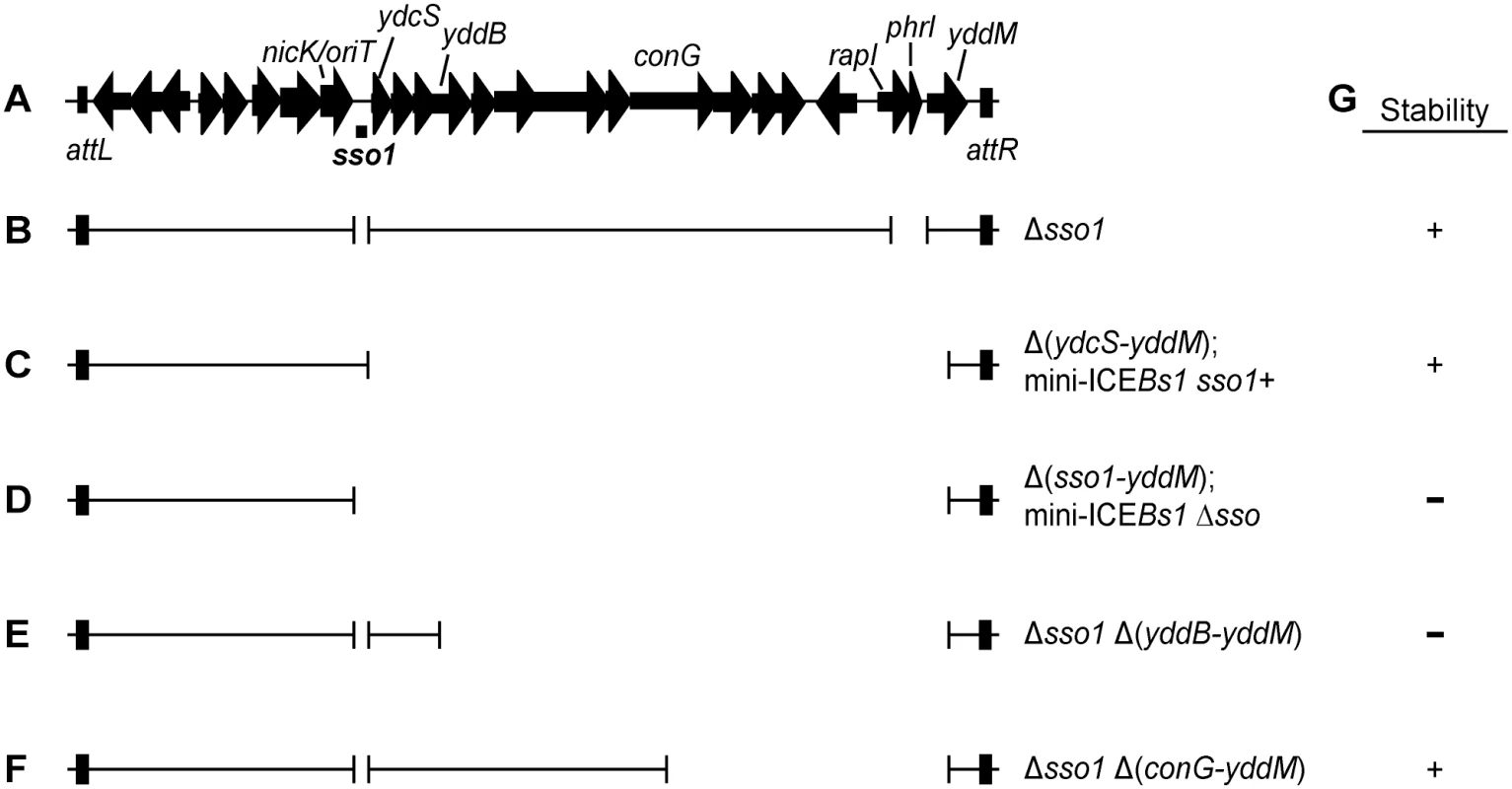 Map of ICE<i>Bs1</i> and mutants.