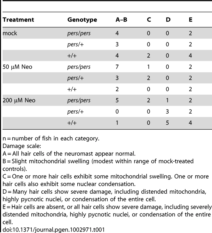 Ultrastructural damage is strongly reduced in <i>persephone</i> homozygotes versus wild-type siblings after neomycin exposure.