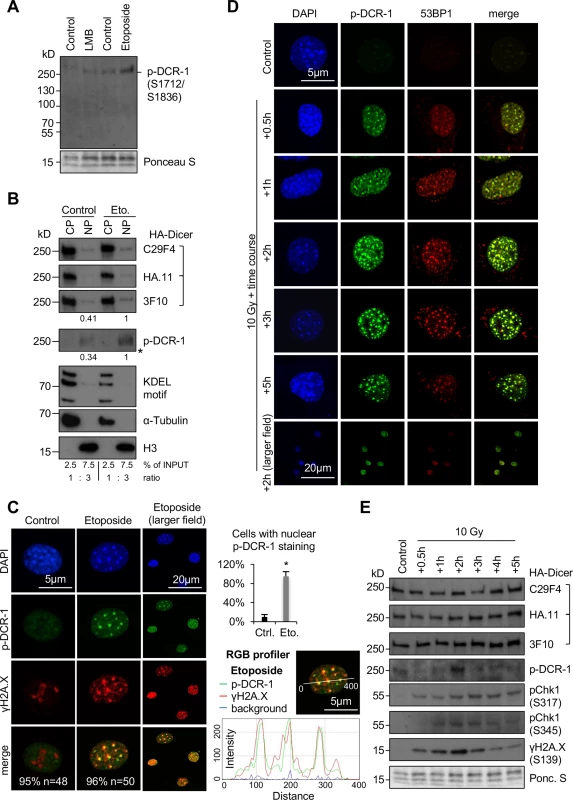 Nuclear localisation of phosphorylated HA-Dicer in damaged PMEF::HA-Dicer cells.