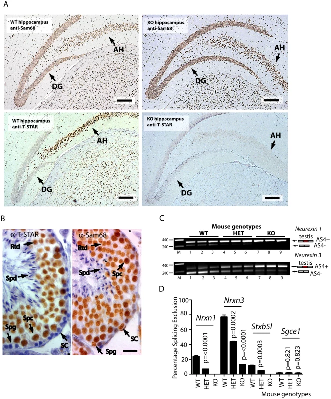 <i>Nrxn</i> exon AS4 alternative splicing control is dependent on the physiological expression of T-STAR protein even though Sam68 is co-expressed.