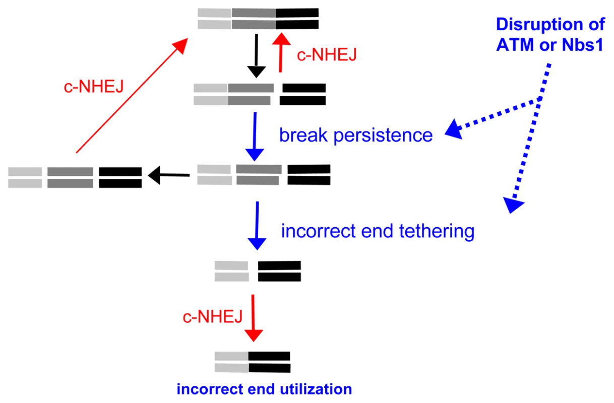 ATM limits incorrect end utilization during c-NHEJ of two tandem DSBs.