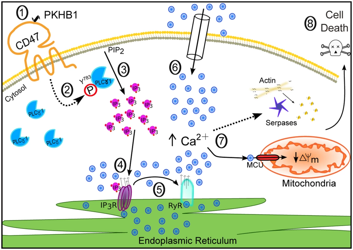 Schematic representation of CD47-mediated PCD in CLL cells.