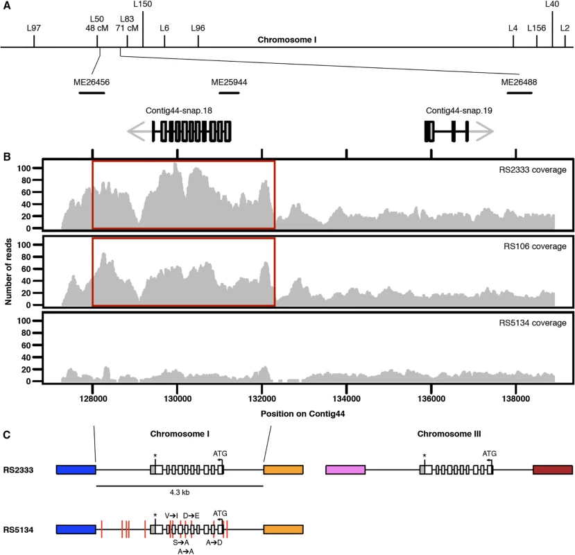 Genomic characterization.