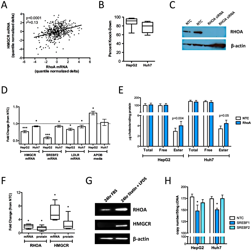 Functional validation of RHOA.