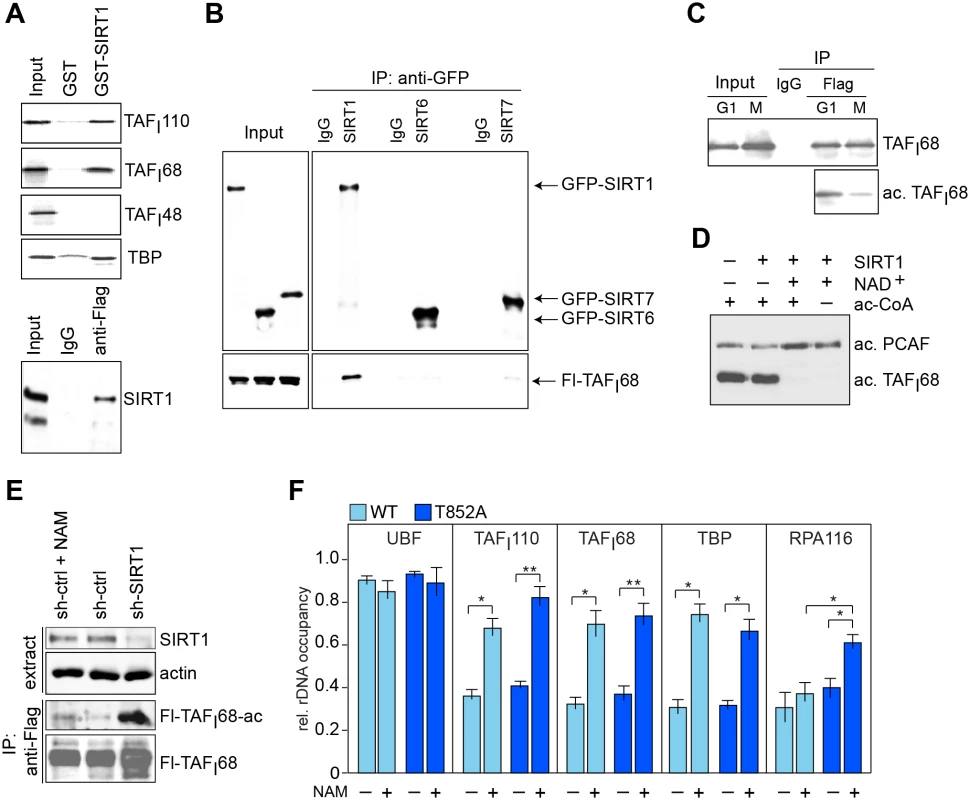 SIRT1 deacetylates TAF<sub>I</sub>68 in early mitosis.