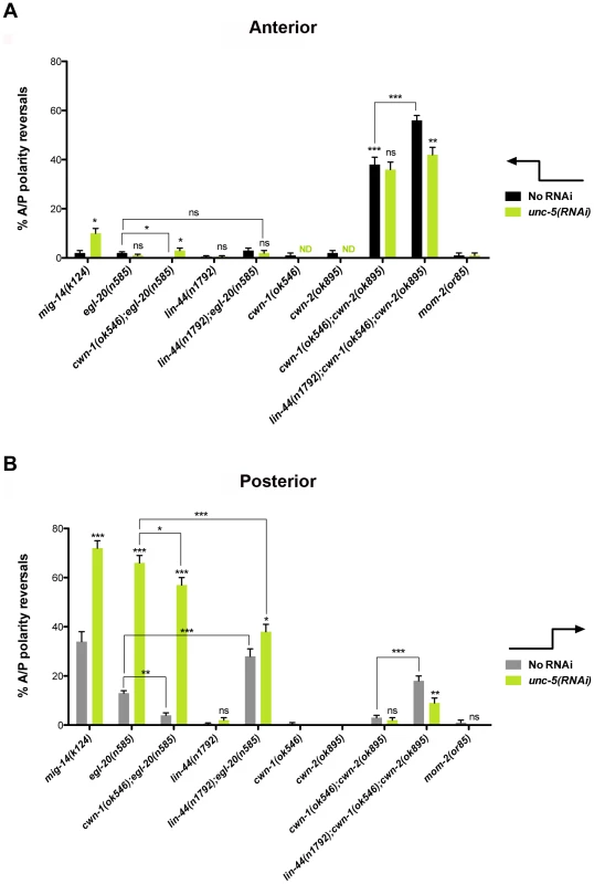 UNC-5 and Wnt ligands function redundantly or in mutual opposition to determine A/P polarity.
