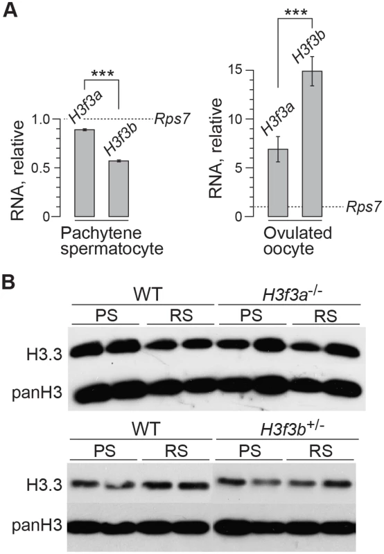 <i>H3f3a</i> and <i>H3f3b</i> RNA and H3.3 protein content in gametogenesis.