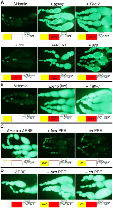Other Drosophila insulators block <i>eve</i> PRE action, and other PREs are blocked by Homie.