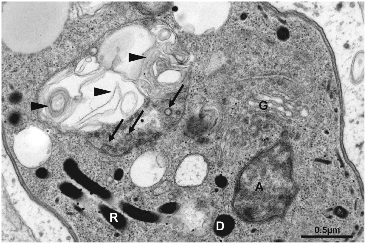 Altered mitochondrial ultrastructure in TgAtg3-depleted tachyzoites observed by electron microscopy.