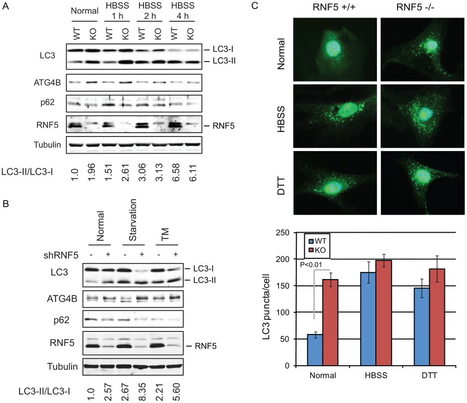 RNF5 negatively regulates autophagy.