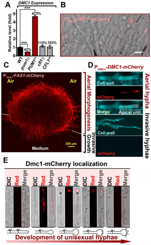 Unisexual meiotic progression is only observed in the Pum1-controlled aerial hyphal population.