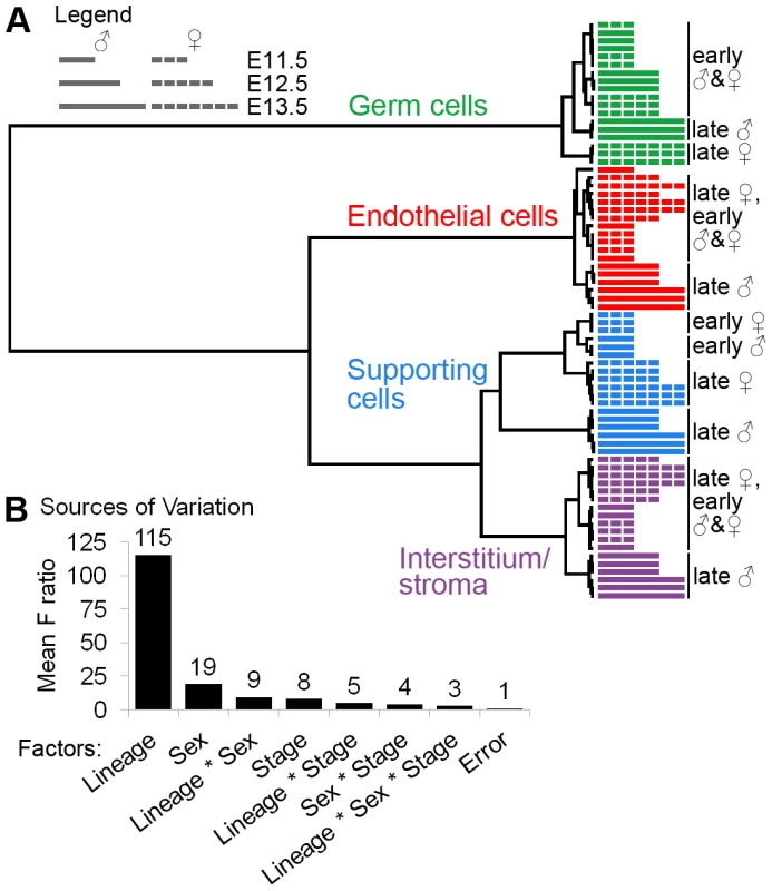 Gene expression was affected by lineage, sex, and stage.