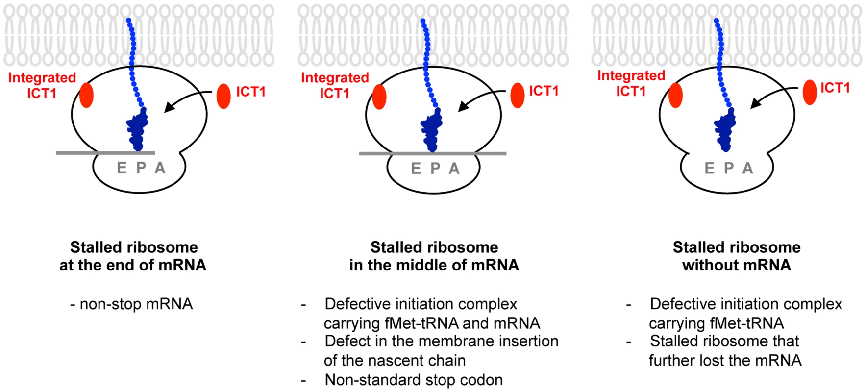 A model for the functions of ICT1 depicting the three scenarios involving the factor's activity.