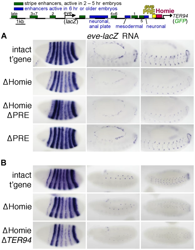 Homie facilitates <i>eve</i> 3′ enhancer action on the <i>eve</i> promoter through a mechanism that does not involve the <i>TER94</i> promoter.