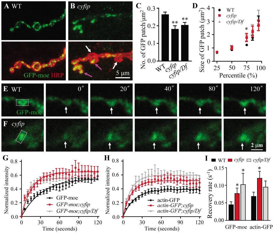 FRAP analysis shows increased F-actin formation at the NMJ terminals of <i>cyfip</i> mutants.