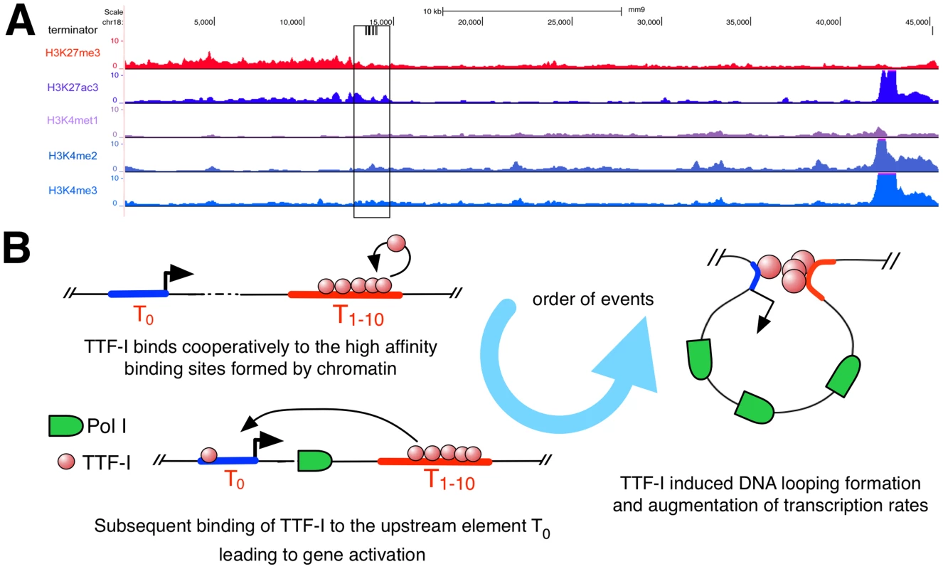 Distribution of histone modifications at the murine rDNA.