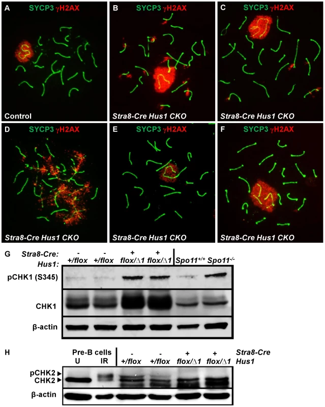 <i>Hus1</i> inactivation results in abnormal accumulation of γH2AX on autosomes, an extended sex body domain, inclusion of autosomes within the sex body, and X-autosome fusions.