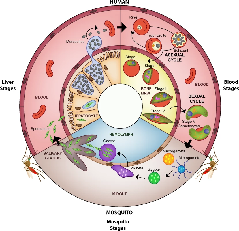 Life cycle of <i>Plasmodium falciparum</i>.