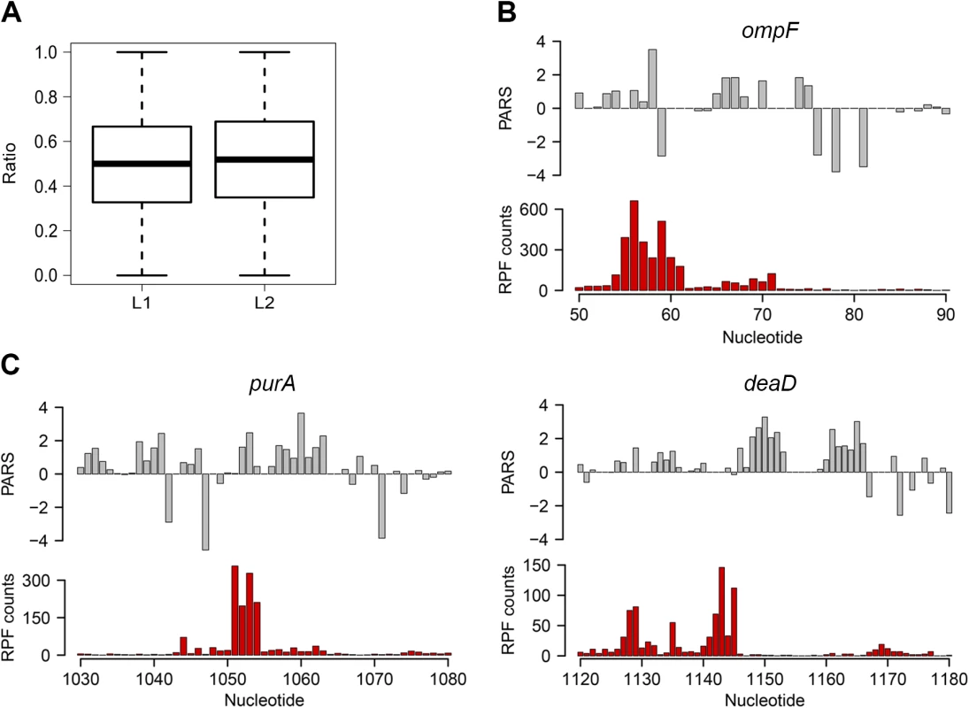 Ribosomal pausing induced by secondary structure in CDS.