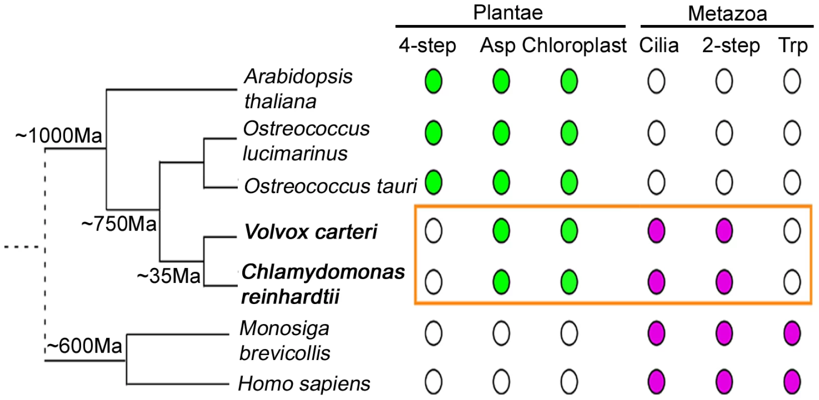 NAD<sup>+</sup> biosynthesis in <i>Chlamydomonas</i> reveals evolutionary aspects.
