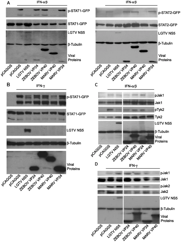 MARV VP40 inhibits IFN-induced STAT and Jak phosphorylation.