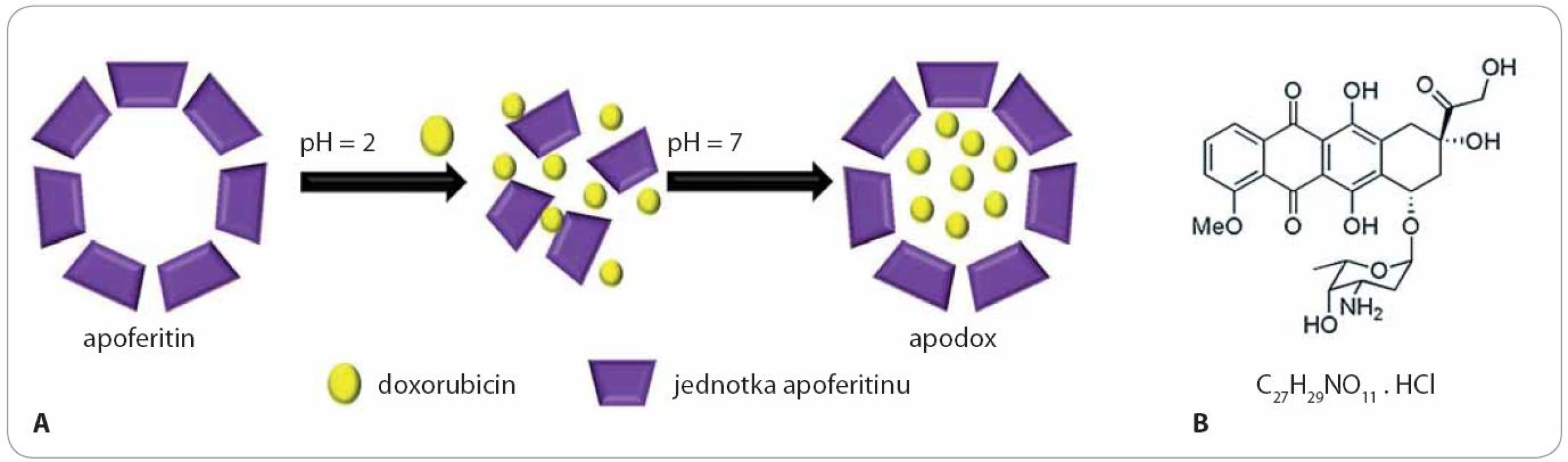 A. Schéma vlivu pH na strukturu apoferitinu. Obr. 2 B. Chemický vzorec doxorubicinu (7S,9S)-7-[(2R,4S,5S,6S)-4-amino-5-hydroxy-6-methyloxan-2-yl]oxy-6,9,11-trihydroxy-9-(2-hydroxyacetyl)-4-methoxy-8,10-dihydro-7H-tetracene-5,12-dione.
