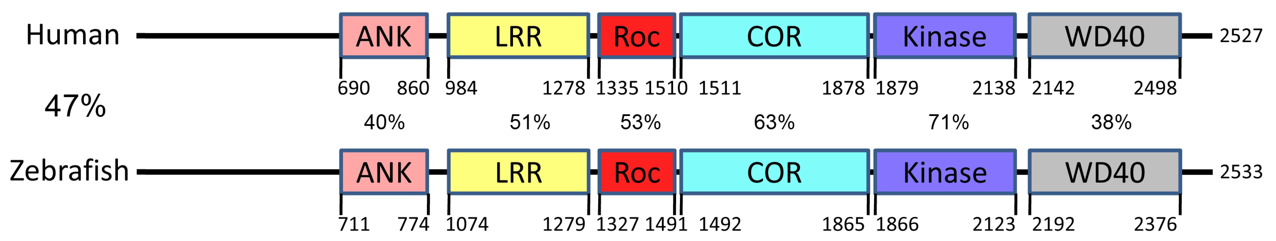 Conservation of amino acid sequences and functional domains of LRRK2 between zebrafish and human.