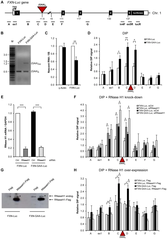 Over-expressed RNase H1 resolves R-loops formed on <i>FXN</i> expanded repeats in HEK293 cells.