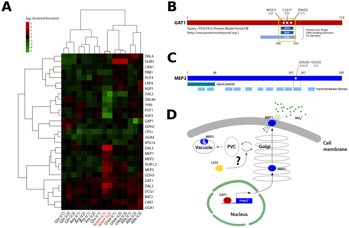 Functional effects of adaptive mutations in a gene network polymorphism.