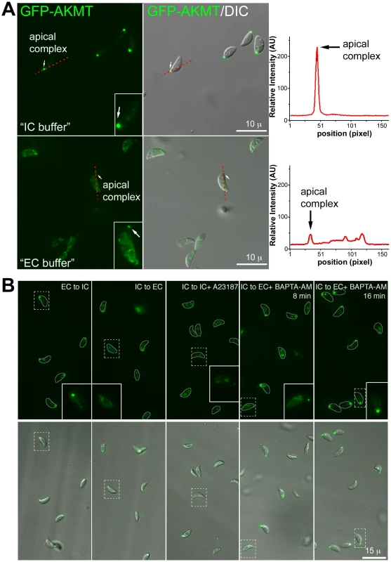 The localization of AKMT is affected by the extracellular and intracellular ionic composition.